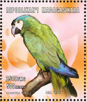 Colnect-1458-241-Great-Green-Macaw-Ara-ambigua.jpg