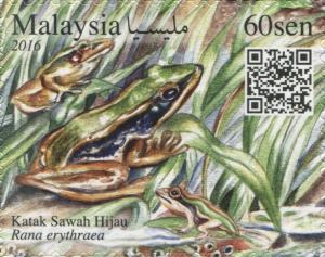 Colnect-4358-344-Common-Green-Frog-Rana-erythraea.jpg