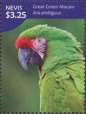 Colnect-4412-932-Great-Green-Macaw-Ara-ambiguus.jpg