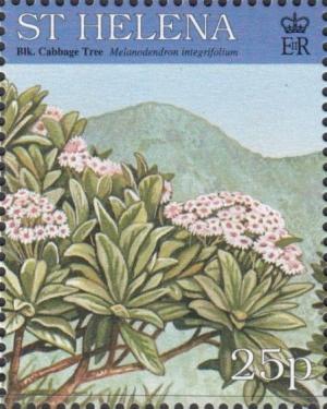 Colnect-4456-444-Black-cabbage-tree-Melanodendron-integrifolium.jpg