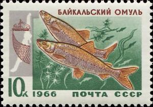 Colnect-4520-127-Baikal-Omul-Coregonus-autumnalis-migratorius.jpg