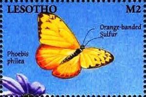 Colnect-5964-995-Orange-barred-Sulphur-Phoebis-philea.jpg