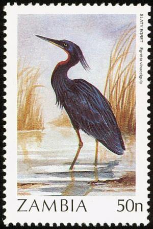 Colnect-864-836-Slaty-Egret-Egretta-vinaceigula.jpg