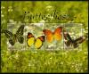 Colnect-1492-978-Butterflies---MiNo-1322-24.jpg