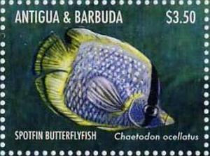 Colnect-5219-331-Spotfin-Butterflyfish-Chaetodon-ocellatus.jpg