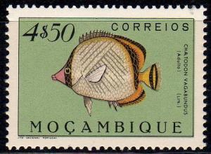 Colnect-594-977-Vagabond-Butterflyfish-Chaetodon-vagabundus.jpg