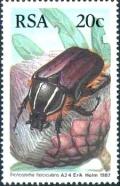 Colnect-814-114-Beetle-Trichosteha-fascicularis.jpg