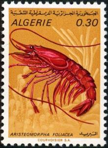 Colnect-722-942-Giant-Red-Shrimp-Aristeomorpha-foliacea.jpg
