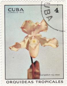 Colnect-1207-078-Cypripedium-rosy-dawn.jpg