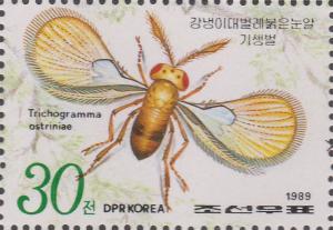 Colnect-1491-246-Wasp-Trichogramma-ostriniae.jpg