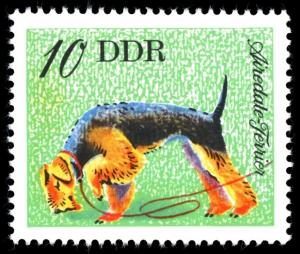Colnect-1979-921-Airedale-Terrier-Canis-lupus-familiaris.jpg
