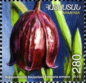 Colnect-4663-834-Fritillaria-armena.jpg