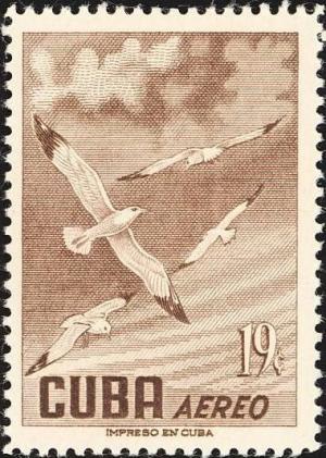 Colnect-894-442-European-Herring-Gull-Larus-argentatus.jpg