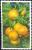 Colnect-2235-039-Mandarin-Citrus-reticulata.jpg