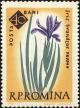 Colnect-4947-480-Spuria-Iris-Iris-sintenisii-subsp-brandzae.jpg