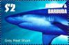 Colnect-3397-656-Grey-Reef-Shark-Carcharhinus-amblyrhynchos.jpg
