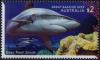 Colnect-6287-440-Grey-Reef-Shark-Carcharhinus-amblyrhynchos.jpg