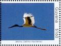 Colnect-4634-635-Black-necked-Stork----Ephippiorhynchus-asiaticus.jpg