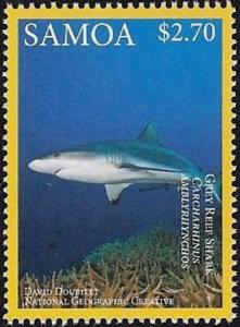 Colnect-3195-793-Grey-Reef-Shark-Carcharhinus-amblyrhinchos.jpg