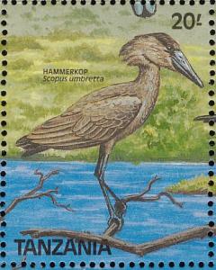 Colnect-1745-643-Hammerkop-Scopus-umbretta.jpg