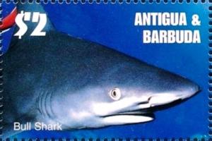 Colnect-3397-655-Bull-Shark-Carcharhinus-leucas-.jpg