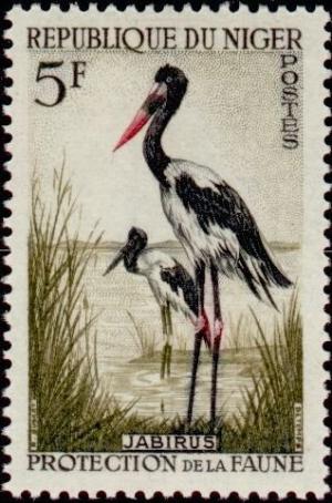 Colnect-522-460-Saddle-billed-Stork-Ephippiorhynchus-senegalensis.jpg