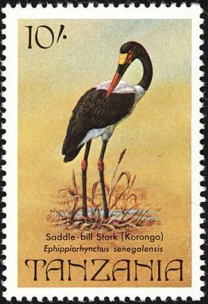 Colnect-783-915-Saddle-billed-Stork-Ephippiorhynchus-senegalensis.jpg