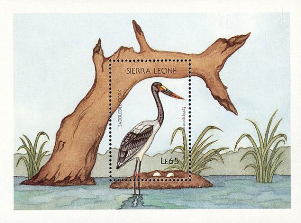 Colnect-1618-035-Saddle-billed-Stork-Ephippiorhynchus-senegalensis.jpg