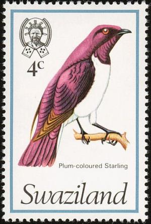 Colnect-1661-872-Violet-backed-Starling-Cinnyricinclus-leucogaster.jpg