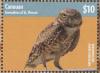Colnect-4222-348-Western-Barn-Owl-Tyto-alba.jpg