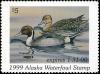 Colnect-6339-323-Northern-Pintail-Anas-acuta.jpg