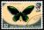 Birdwing-Butterfly-Ornithoptera-allotti.jpg