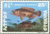 Colnect-3315-407-Summan-Grouper-Serranus-summana.jpg