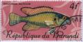 Colnect-1320-963-Egyptian-Moothbrooder-Haplochromis-strigigena.jpg