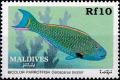 Colnect-4172-545-Bicolor-Parrotfish-Cetoscarus-bicolor.jpg