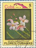 Colnect-674-912-Jatropha-angustifolia.jpg