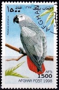 Colnect-2215-274-Gray-Parrot-Psittacus-erithacus.jpg