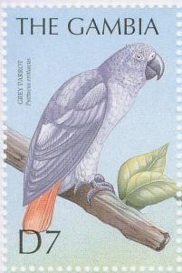 Colnect-4028-984-Grey-Parrot-Psittacus-erithacus.jpg