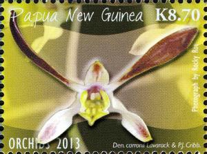 Colnect-2061-069-Dendrobium-carronii-Lavarack--amp--P-J-Cribb.jpg