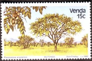 Colnect-2386-064-Pterocarpus-Angolensis.jpg