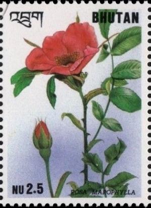 Colnect-2806-546-Rosa-macrophylla.jpg