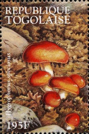 Colnect-3240-824-Hygrophorus-speciosus.jpg