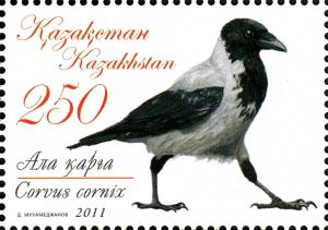 Colnect-3595-493-Hooded-Crow-Corvus-corone-cornix.jpg