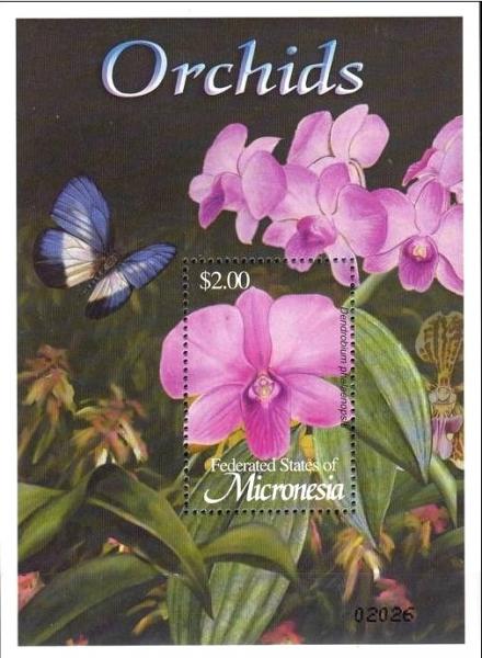Colnect-2983-607-Dendrobium-phalaenopsis.jpg