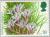 Colnect-122-888-Dendrobium-hellwigianum.jpg