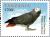 Colnect-2425-934-Grey-Parrot-Psittacus-erithacus.jpg