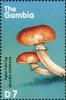 Colnect-3075-351-Agrocybe-cylindracea.jpg