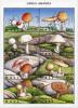 Colnect-2607-901-Mushrooms-Genus-Amanita.jpg