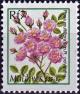 Colnect-5072-554-Rosa-multiflora.jpg