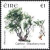 Colnect-1863-868-Strawberry-tree-arbutus-unedo.jpg